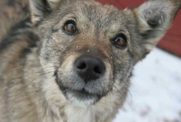 Un medic veterinar le-a tăiat câinilor cozile