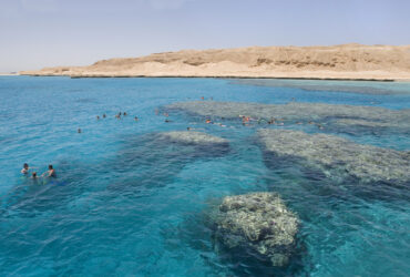 VIDEO Un rus a fost sfâșiat de un rechin sub ochii turiștilor din Hurghada