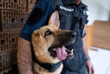 Și o veste bună: Rambo, câinele militar rănit grav în Ucraina, începe o nouă viață în Ungaria