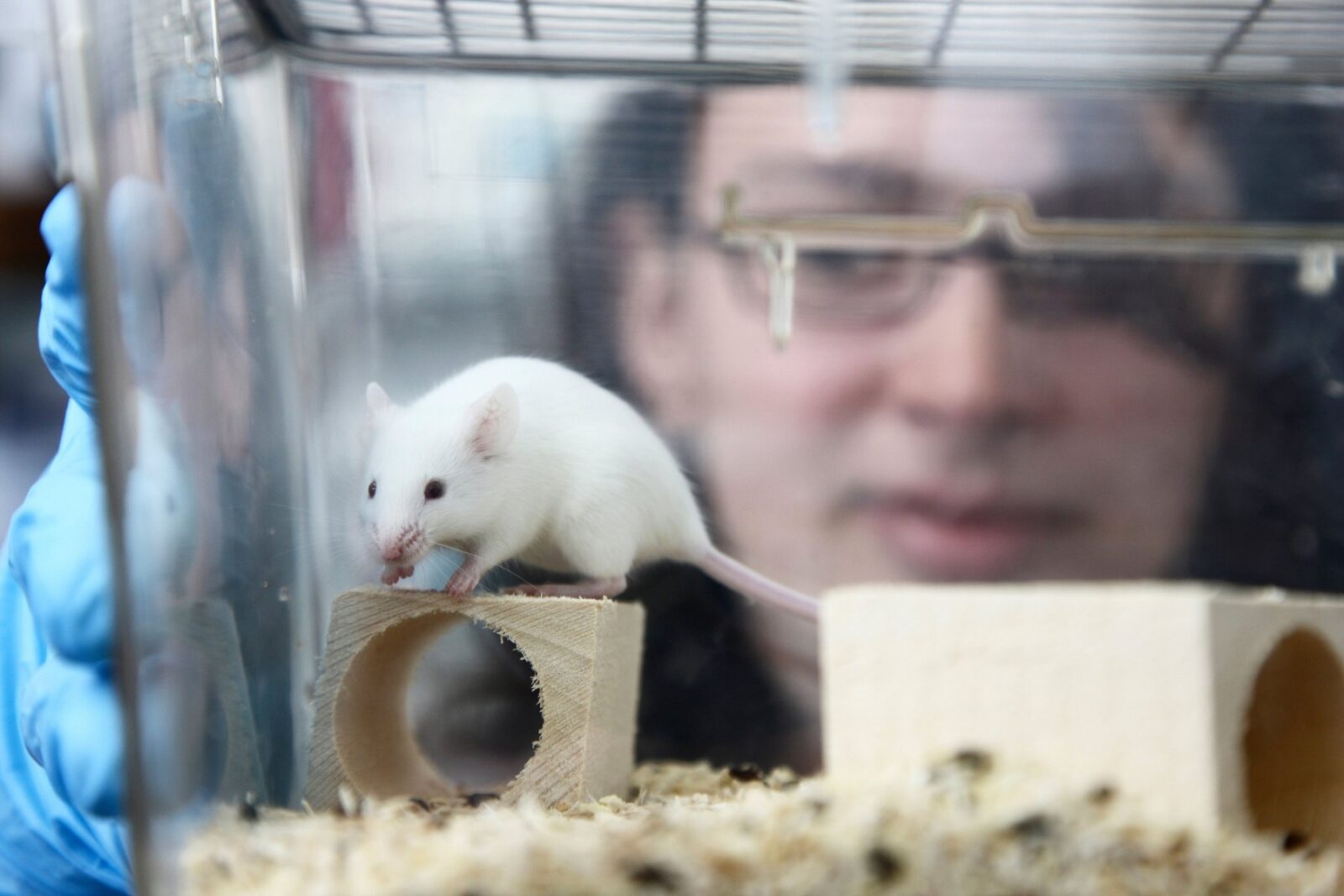 Science Report: Șoarecii transparenți și cum pot revoluționa ei tratamentele împotriva cancerului. Cercetătorii au identificat urmele celui mai vechi ghețar descoperit vreodată. E cert că oamenii au ajuns în Brazilia încă de acum cel puțin 27.000 de ani