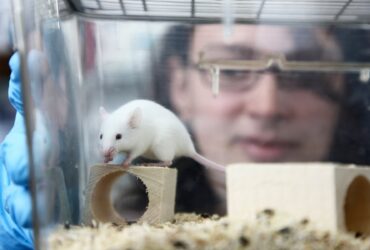 Science Report: Șoarecii transparenți și cum pot revoluționa ei tratamentele împotriva cancerului. Cercetătorii au identificat urmele celui mai vechi ghețar descoperit vreodată. E cert că oamenii au ajuns în Brazilia încă de acum cel puțin 27.000 de ani