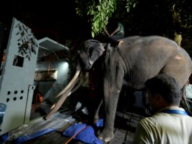Elefantul Muthu Raja se întoarce în Thailanda după o dispută diplomatică cu Sri Lanka