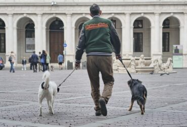 Mai mulţi parlamentari au depus un proiect ce prevede ca stăpânii care au câinii de rasă comună să nu mai fie obligaţi să îi sterilizeze