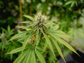 Un bărbat și-a făcut plantație de canabis la ghiveci într-o livadă din Caraș-Severin