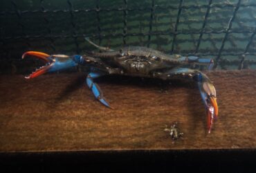 Italienii, disperați din cauza unei specii foarte agresive de crab / Pescarii prind câți pot, dar numărul lor a scăpat de sub control