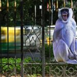 Cum încearcă India să țină macacii departe de oraș în timpul summitului G20 de la New Delhi