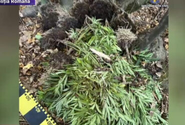 Procuror, cultivator de cannabis. ”Fac plăcintă tradițională”