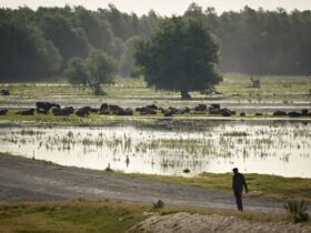 Operatorii turistici din Deltă cer să fie compensați pentru scăderea numărului de turiști din cauza războiului: „Nimeni nu a avut profit”