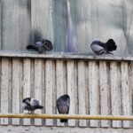 Porumbeii și ciorile au găinaț. Găinațul mi-a găurit mașina. Să-mpușc păsările, dar cu ce? / Pe mine cine mă apără?