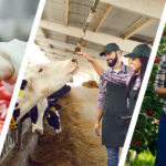 [P] Oportunități de finanțare cuprinse în Planul Național Strategic. Descoperă programe atractive pentru industria alimentară, domeniul zootehnic și domeniul pomicol