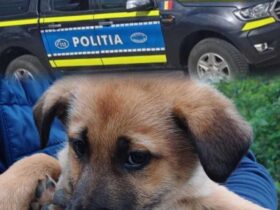 Amenda usturătoare pentru abandonarea a trei căţei