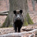 Turmă de mistreţi, lovită cu maşina în Mureş. Ce-a urmat