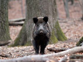 Turmă de mistreţi, lovită cu maşina în Mureş. Ce-a urmat