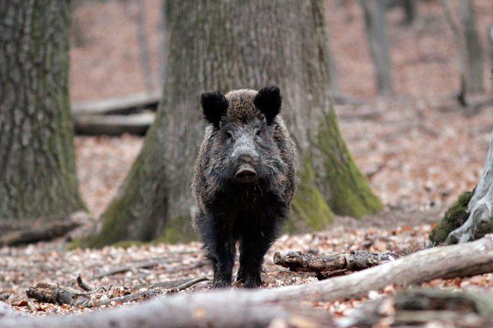 Turmă de mistreţi, lovită cu maşina în Mureş. Ce-a urmat