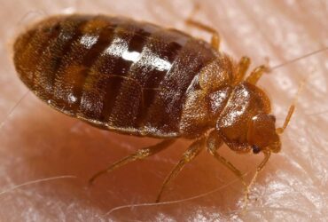 O insectă stârnește panică printre părinții elevilor unei școli din Capitală. De frica ploșnițelor, oamenii nu-și mai trimit copiii la ore