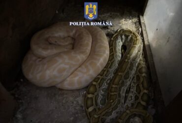 Caz șocant. Câini, pisici și iepuri, folosiți ca hrană pentru șerpi