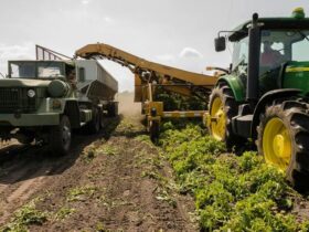 Nou mare investitor în România – Fiul magnatului ucrainean Oleksii Vadaturski aduce Nibulon pe piața locală